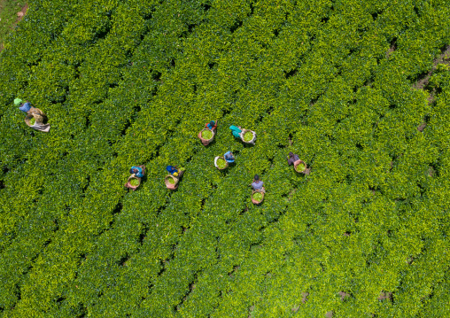 Aerial view of ethiopian people working at green tea plantation, Keffa, Bonga, Ethiopia