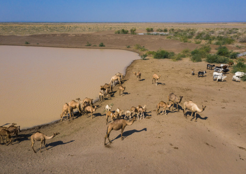 Aerial view of cows and camels drinking water in a lake, Afar region, Semera, Ethiopia