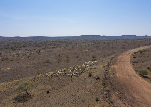 Aerial view of a flock of sheep in an arid area, Afar, Gewane, Ethiopia