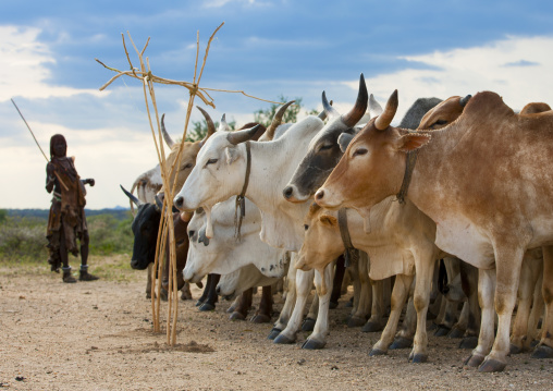 Hamar Tribe Woman Watching Cattle At Bull Jumping Ceremony, Turmi, Omo Valley, Ethiopia