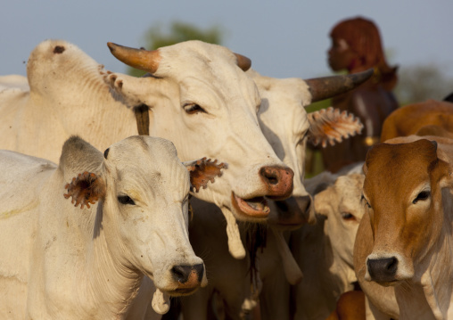 Cattle At Bull Jumping Ceremony, Turmi, Omo Valley, Ethiopia