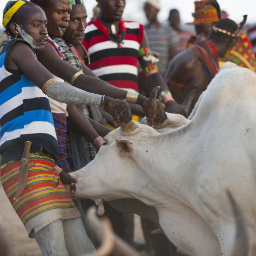 Hamer Tribe Men Lining Up The Cows For Bull Jumping Ceremony, Turmi, Omo Valley, Ethiopia