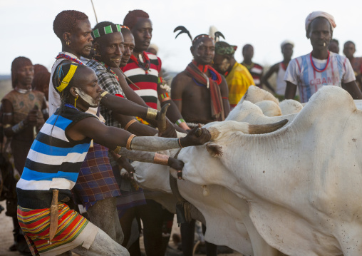 Hamer Tribe Men Lining Up The Cows For Bull Jumping Ceremony, Turmi, Omo Valley, Ethiopia