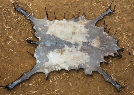 Drying Animal Skin, Konso, Omo Valley, Ethiopia