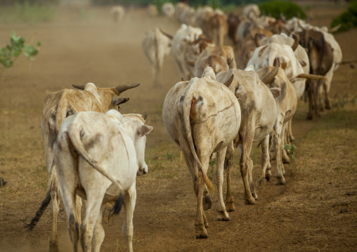 Cows Coming Back At Sunset, Omorate, Omo Valley, Ethiopia