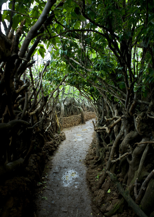 Alley In Konso Village, Omo Valley, Ethiopia