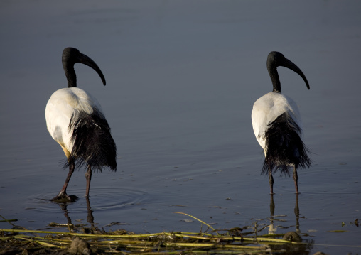 Rear View Of Sacred Ibis, Chamo Lake, Ethiopia