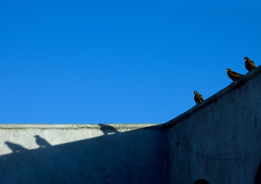 Birds At Meat Market, Harar, Ethiopia