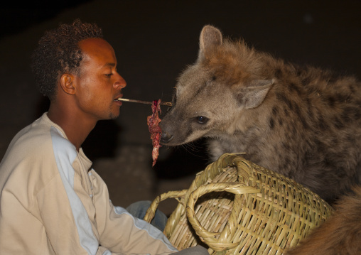 Hyenas Feeding At Night, Harar, Ethiopia