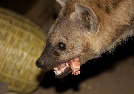 Hyenas Feeding At Night, Harar, Ethiopia