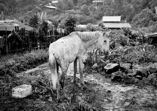 White Horse In The Mud Near The Village Of Jemu, Omo Valley, Ethiopia