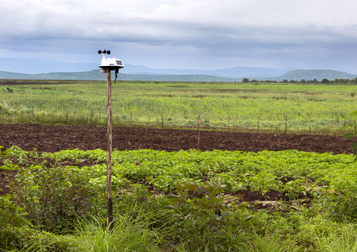 Plantation, Koka, Omo valley, Ethiopia