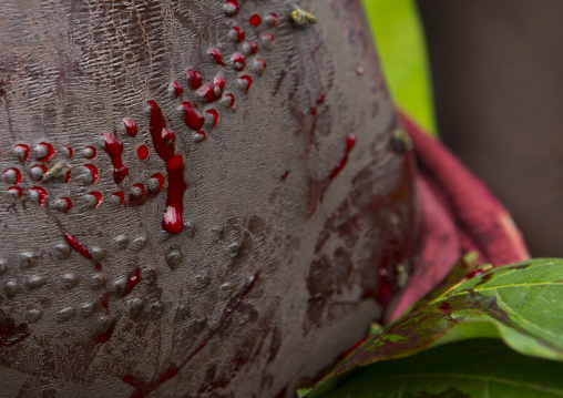 Close-up on a Suri tribe girl's belly covered by blood during a scarification ceremony, Tulgit, Omo valley, Ethiopia