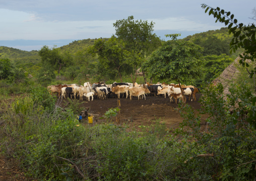 Bodi Tribe Cattle, Hana Mursi, Omo Valley, Ethiopia