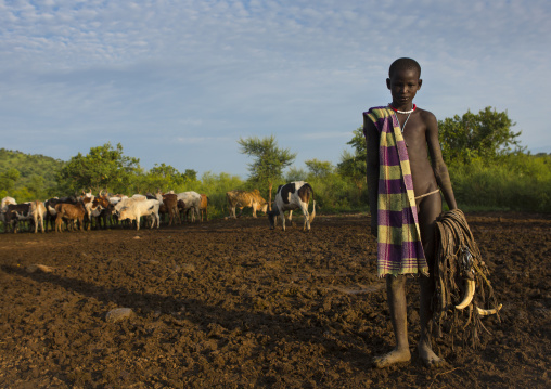 Bodi Tribe Kid, Holding Decorations For Cows Made With Warthog Teeth And His Cattle, Hana Mursi, Omo Valley, Ethiopia