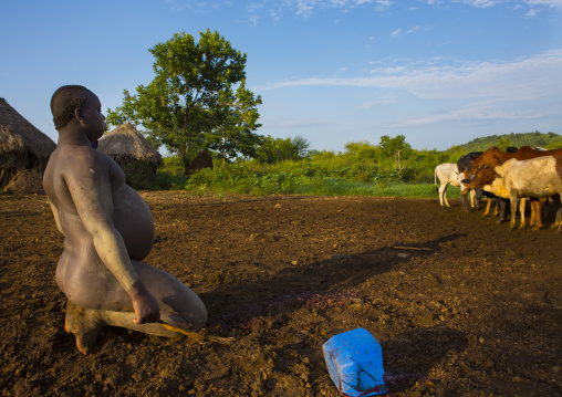 Bodi Tribe Man Drinking Cow Blood Near Cattle For New Year Kael Ceremony,hana Mursi, Omo Valley, Ethiopia