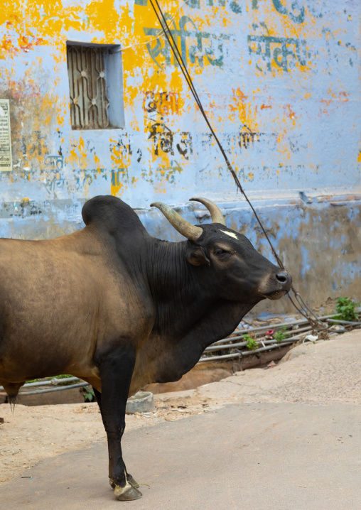 Indian zebu in the street, Rajasthan, Bundi, India