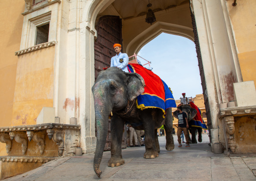 Elephant ride in Amer fort and palace, Rajasthan, Amer, India