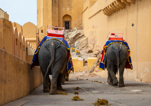 Elephant ride in Amer fort and palace, Rajasthan, Amer, India