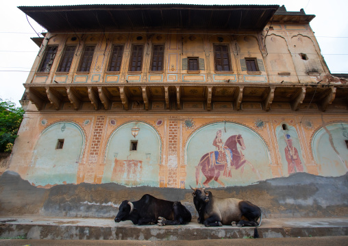 Cows resting in front of an old haveli with lavishly painted walls, Rajasthan, Nawalgarh, India