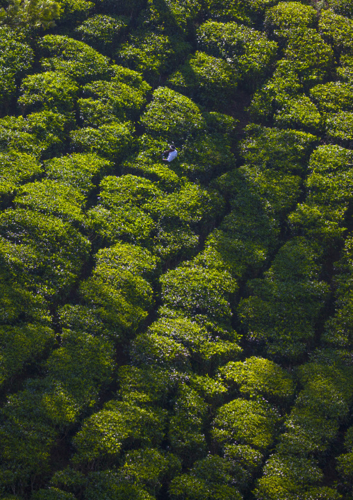 Working Man Lost In Green Tea Plantation, Periyar, Kerala, India