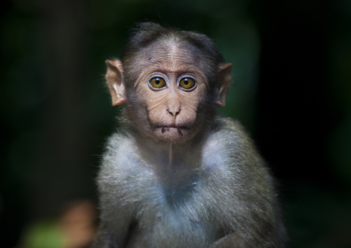 Little Monkey Starring At The Camera, Mysore, India