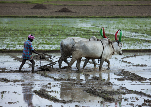 Cultivator Lead Plough Pulled By Cows With Painted Horns On Paddy Field, Mahabalipuram, India