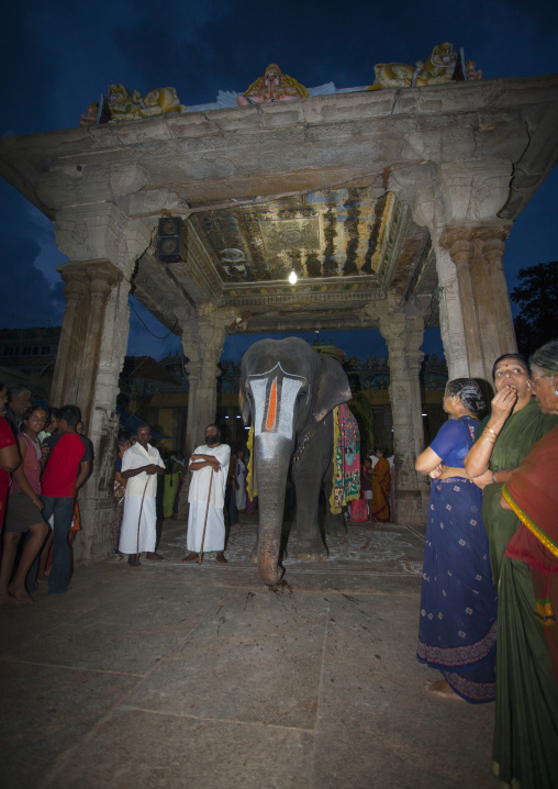 The Crowd Gathered For A Ceremony Around An Altar And An Elephant Wearing A Vaishnava Tilak On Its Forehead At The Sri Ranganathaswamy Temple, Trichy, India