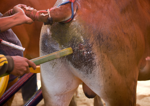 Bull races in madura island, Java  indonesia