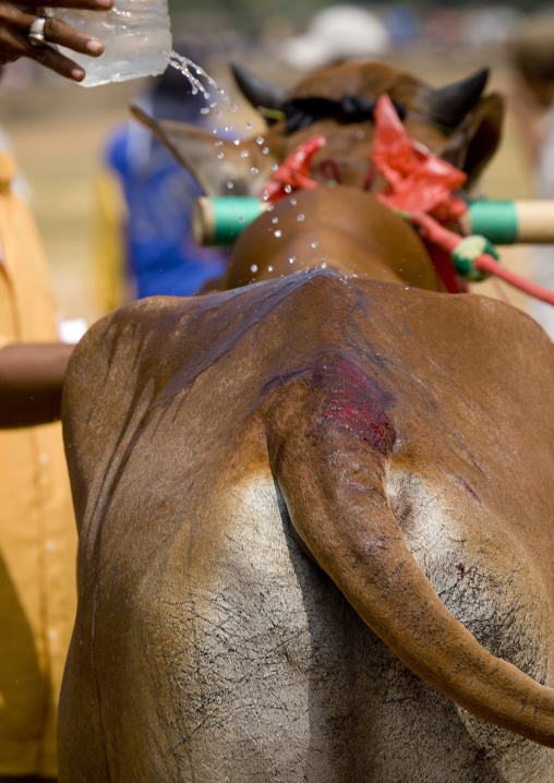 Bul races in madura island, Java  indonesia