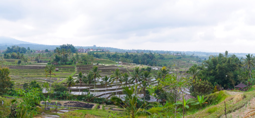 The Terraced Rice Fields