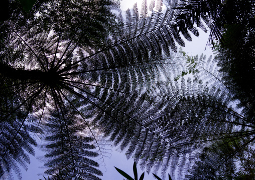 Fern Trees Seen From Below