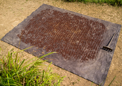 Cloves Drying Outdoors