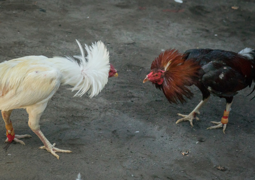 Cockfighting In A Temple