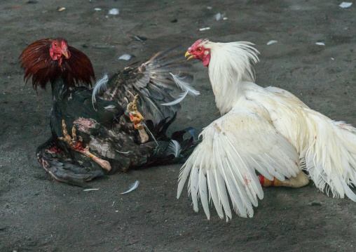 Cockfighting In A Temple