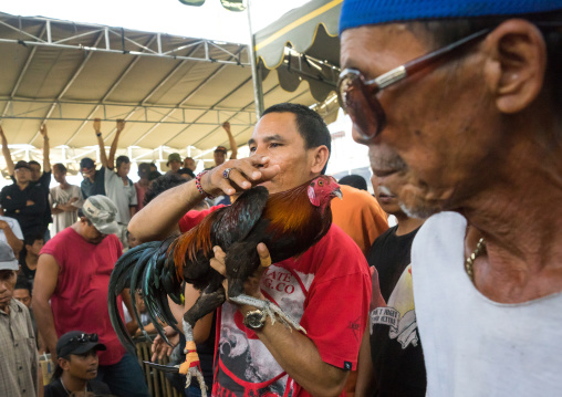 A Cock Being Held Back By Its Handler During A Cockfigting Event