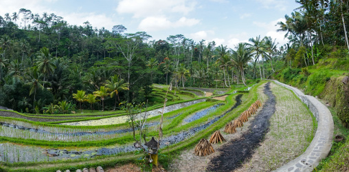 The Terraced Rice Fields