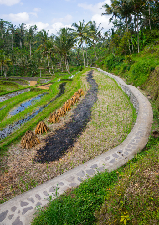 The Terraced Rice Fields