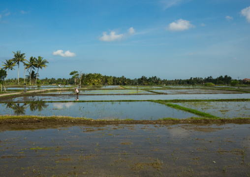 The Terraced Rice Fields