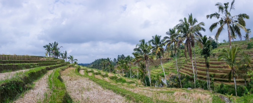 The Terraced Rice Fields