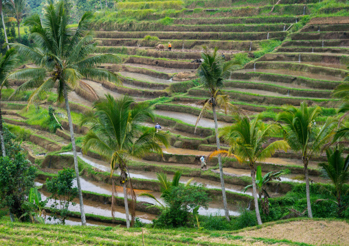 The Terraced Rice Fields