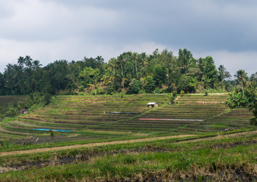 The Terraced Rice Fields