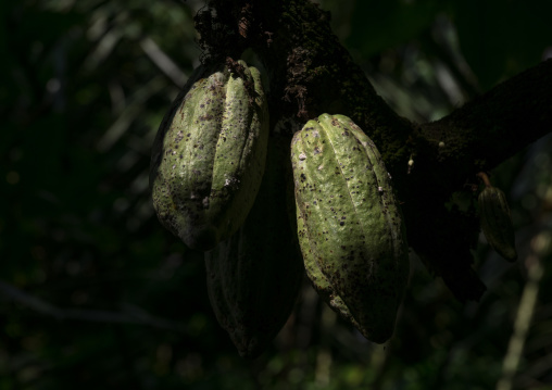 Cocoa Plants With Fruit Growing