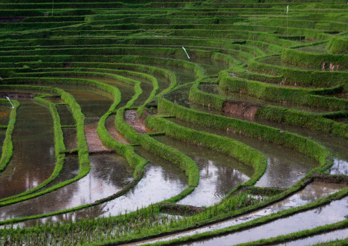 The Terraced Rice Fields