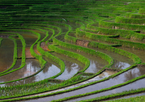 The Terraced Rice Fields