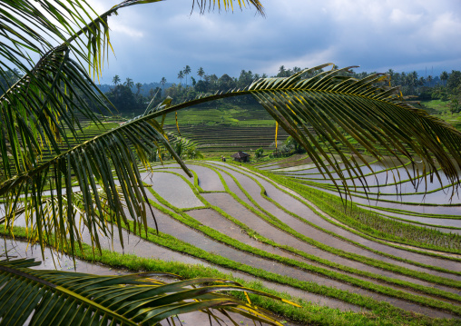 The Terraced Rice Fields