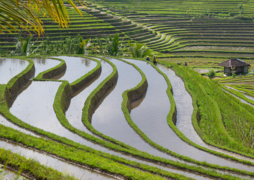 The Terraced Rice Fields