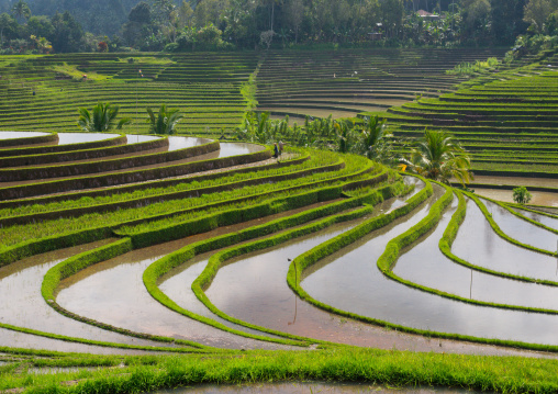 The Terraced Rice Fields