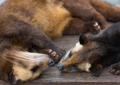 Civet Cats For Making Coffee Beans Sleeping