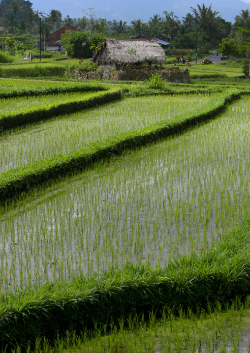 The Terraced Rice Fields